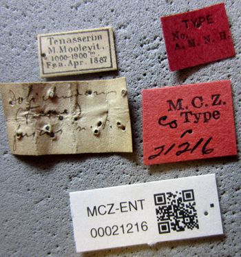 Media type: image;   Entomology 21216 Aspect: labels